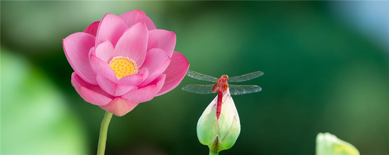 荷花是什么植物开的花