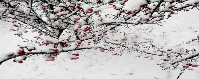 梅花怎么施肥