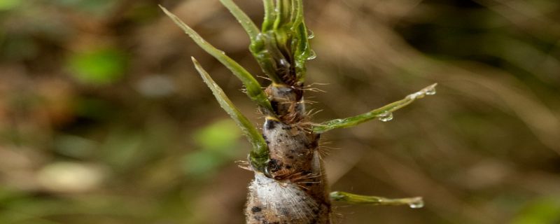 竹笋是果实还是种子