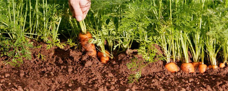 胡萝卜是种子还是果实
