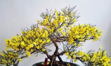 虎蹄迎春花的特点