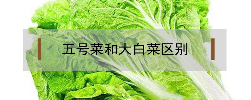 五号菜和大白菜区别是什么？