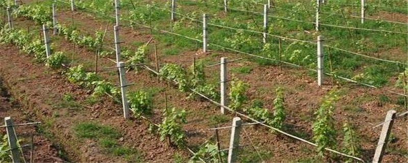 春季种植葡萄注意事项