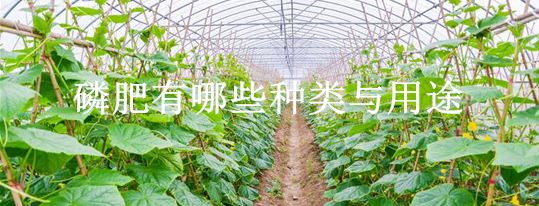 磷肥有哪些种类与用途