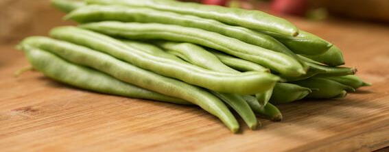 四季豆种子催芽方法