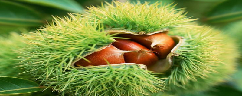 板栗怎么种