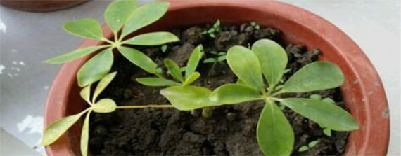 招财树浇水的正确方法