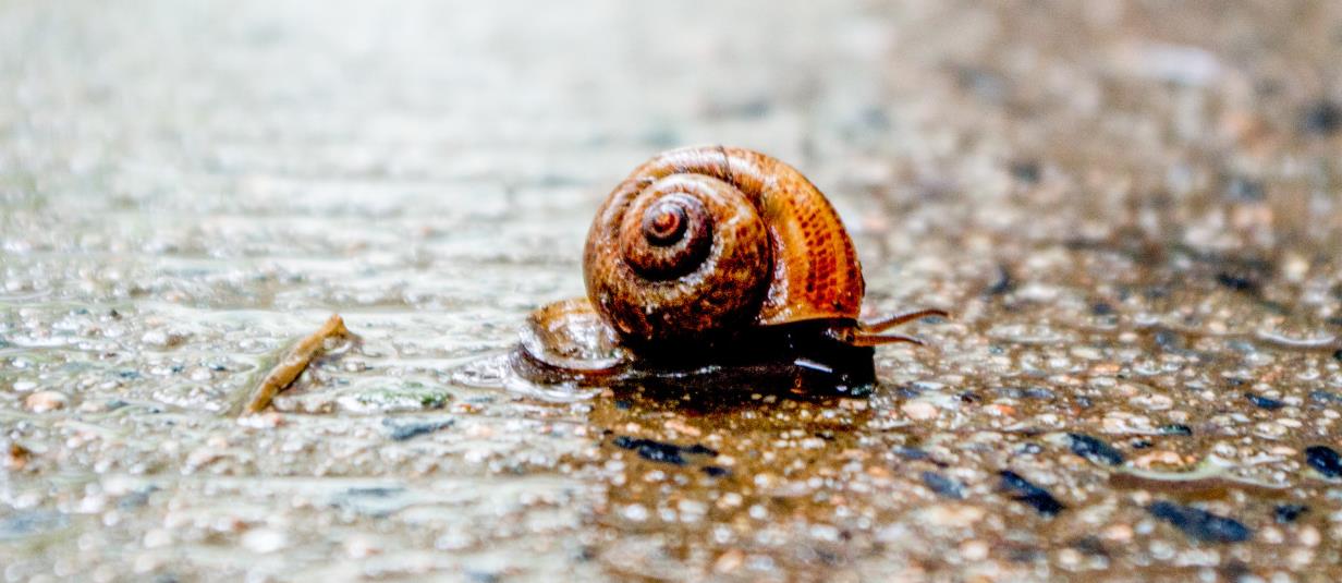 蜗牛是怎么过冬的