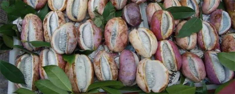 八月瓜种植注意事项