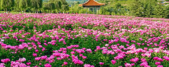 肯尼亚鲜花种植的优势