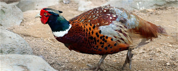 如何管理成年的山鸡