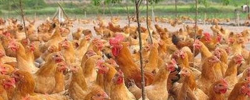 鸡吃什么饲料长得快