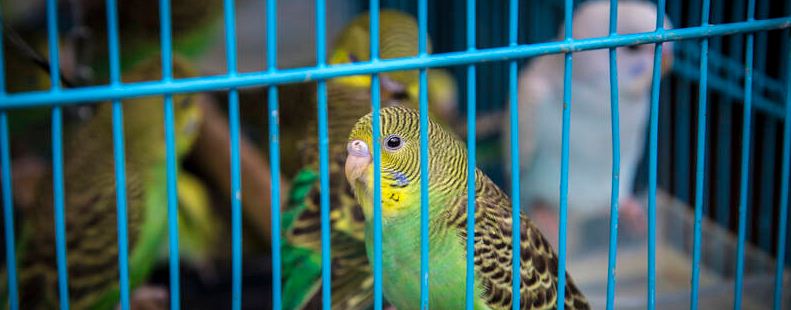 虎皮鹦鹉会飞吗