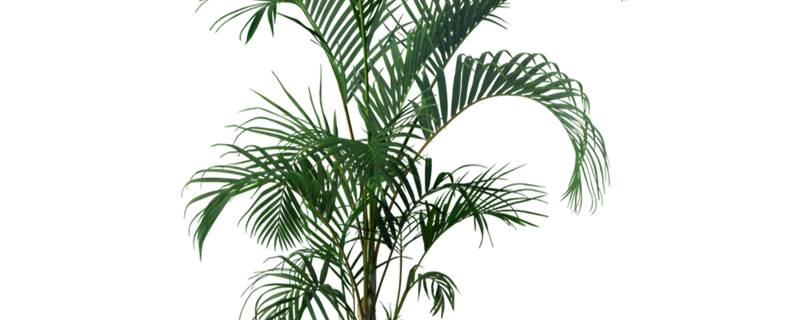 凤尾竹种植注意事项