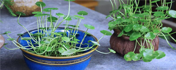 盆栽水生植物怎么养