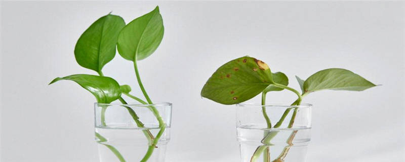 绿萝怎么样施肥