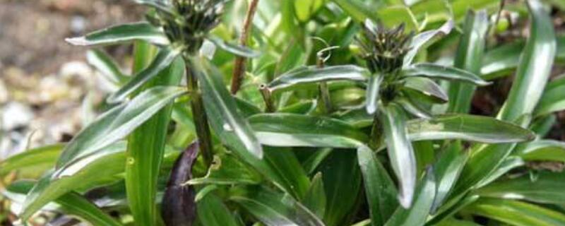 种植龙胆草注意事项