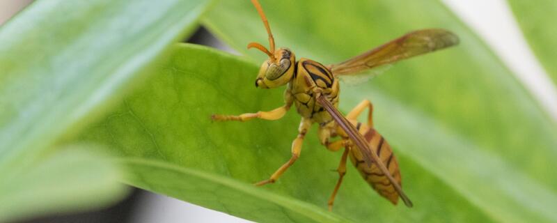 驱赶马蜂用什么杀虫剂
