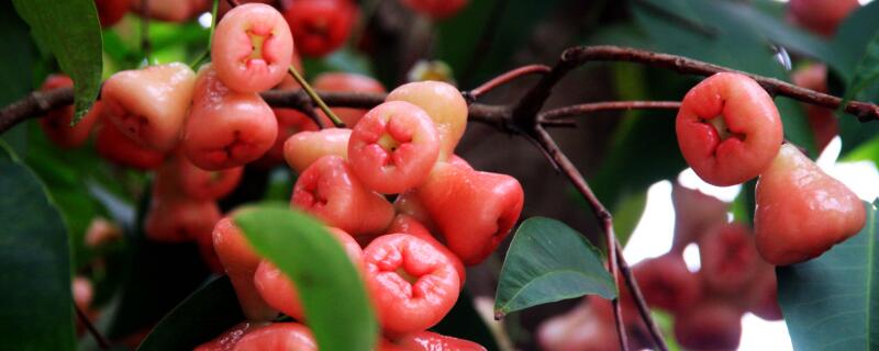广西莲雾种植几年挂果