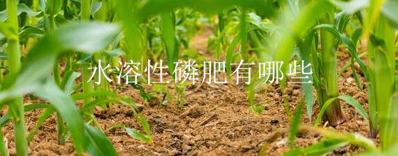 水溶性磷肥有哪些