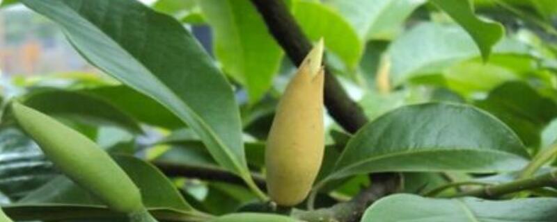 黄桷兰怎么施肥