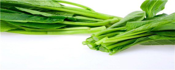 菜心种植技术与管理法