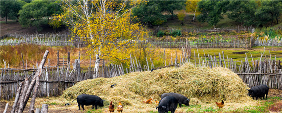 猪粪该怎么处理