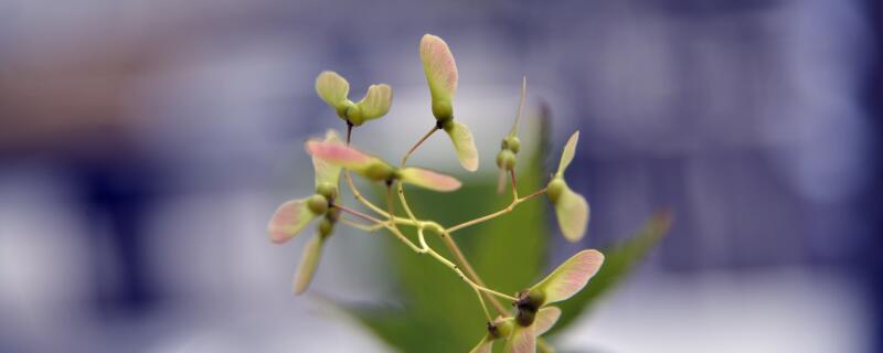 榆钱是果实还是种子