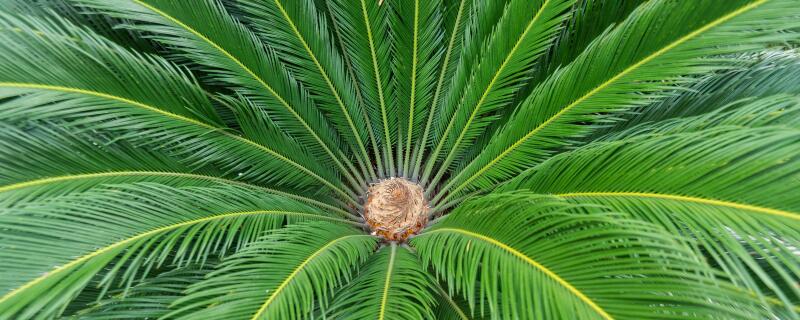 怎么给铁树施肥