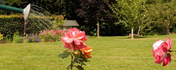 树浇水过多会有什么症状