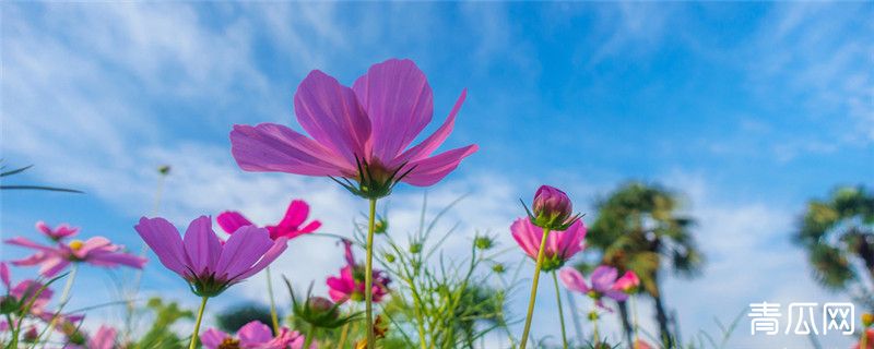 草花种植养护注意事项