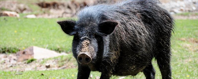 藏香猪养殖技术