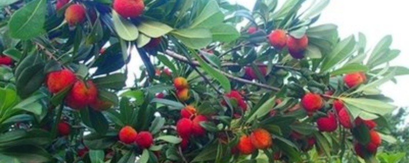 杨梅树怎么施肥