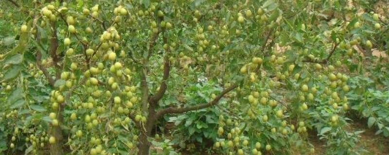 贵妃枣种植注意事项