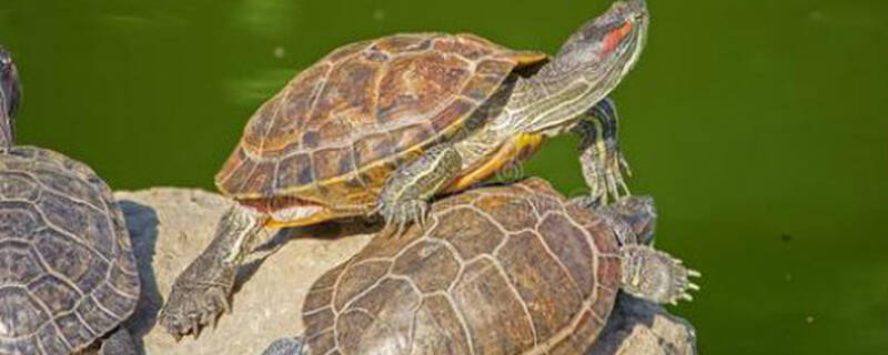 草龟和什么龟混养
