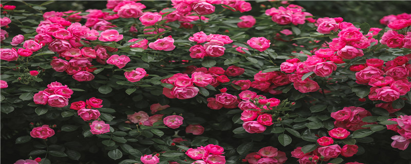 迷你月季的养殖方法