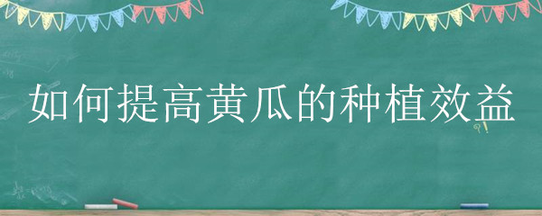 如何提高黄瓜的种植效益