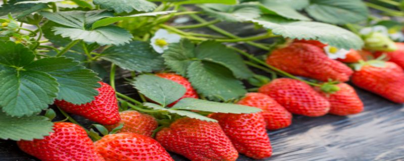 怎么种植草莓盆栽