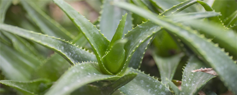种植芦荟该注意事项