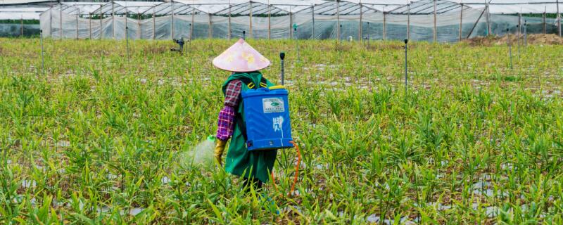 烟嘧磺隆的作用