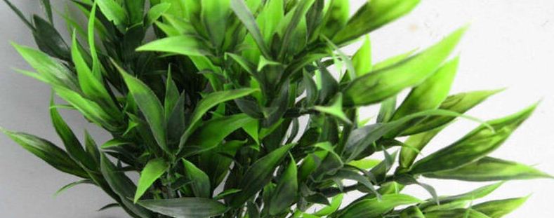 水养的富贵竹怎么过冬