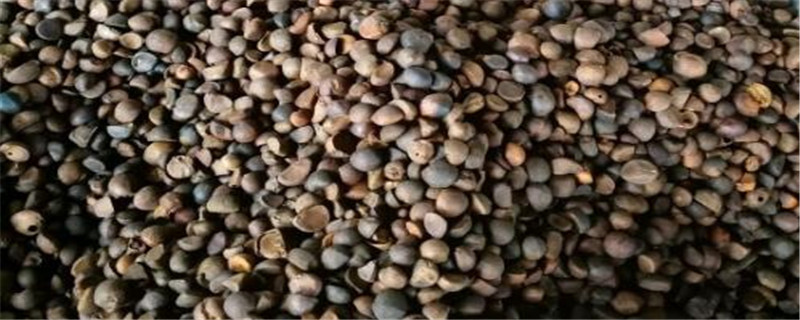 茶油渣怎样发酵做肥料