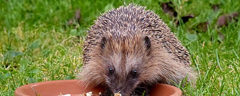 小动物怎么过冬的