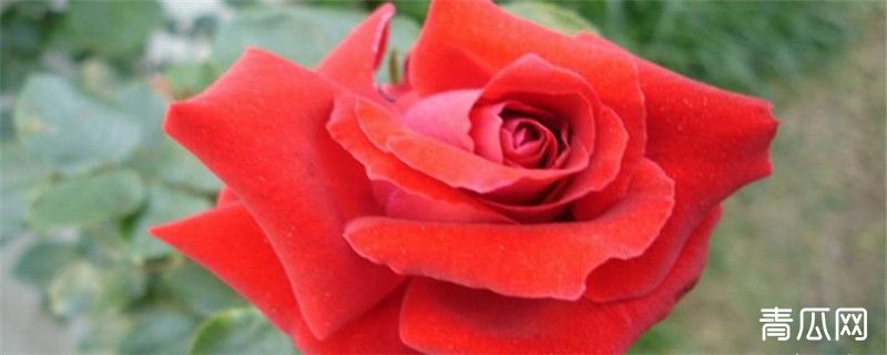 月季花怎么施肥