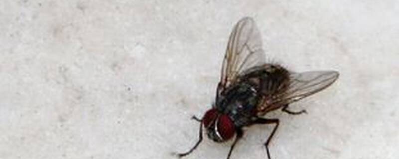 苍蝇最害怕什么气味