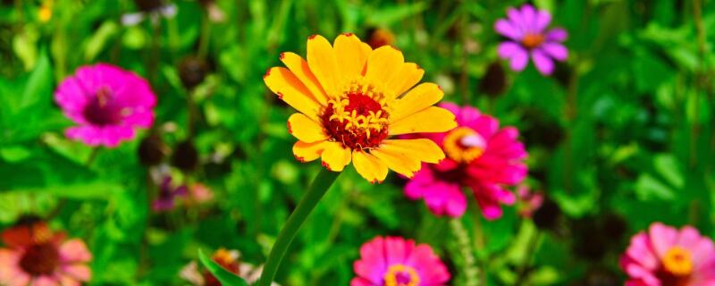 菊花盆栽培技术