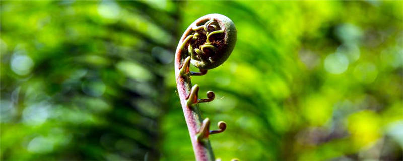 肾蕨是什么植物类别