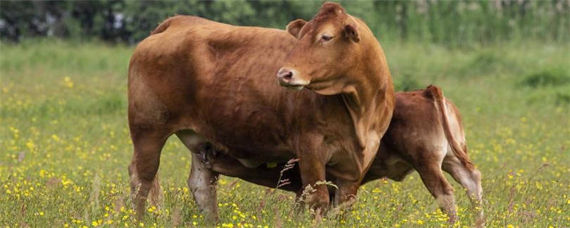 黄牛和水牛哪个贵