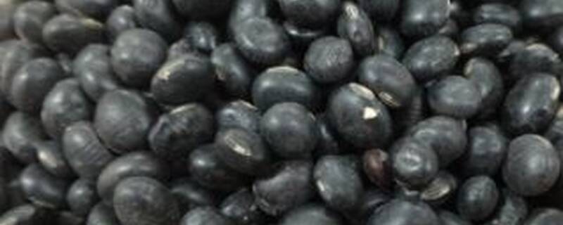乌豆和黑豆哪个产量高