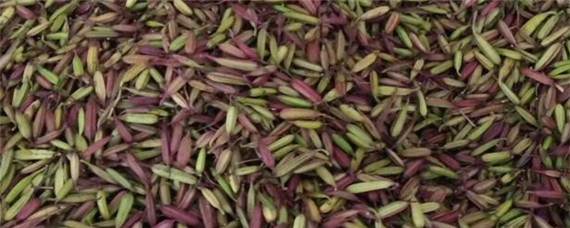 白芨种子直播催芽方法